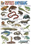 ������ ������ ����� �� ��������� ����: Reptiles and Amphibians - 