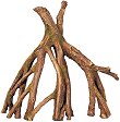    Nobby Mangrove - 