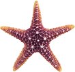��������� �� �������� Nobby Starfish - 