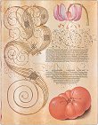  Paperblanks Lily and Tomato - 